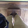 大聖院の写真_350304