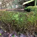 玉氷の写真_350323