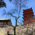 荒胡子神社の写真_350365