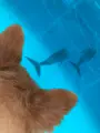 海洋博公園の写真_350760