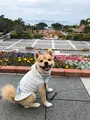 海洋博公園の写真_350764