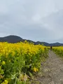 笠岡ベイファームの写真_350960