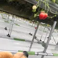 美らイチゴ 南城ハウスの写真_351114