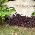 カフーリゾートフチャク コンドホテルの写真_351127