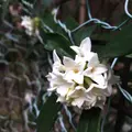誓真さんの井戸の写真_352164