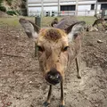 大聖院の写真_352168