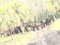 開聞山麓自然公園の写真_352426