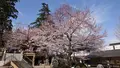 高麗神社の写真_352902