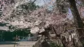 高麗神社の写真_352906