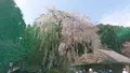 高麗神社の写真_352910