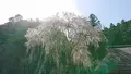 高麗神社の写真_352911