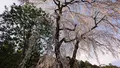 高麗神社の写真_352912