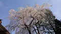 高麗神社の写真_352914