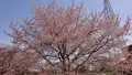 北浅羽桜堤公園の写真_352919