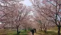 北浅羽桜堤公園の写真_352920