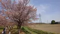 北浅羽桜堤公園の写真_352921