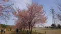 北浅羽桜堤公園の写真_352922