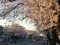 六実さくら通りの写真_353717