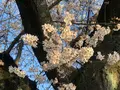 六実さくら通りの写真_353720