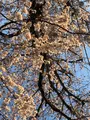 六実さくら通りの写真_353721