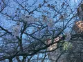 季節料理くら井の写真_354443