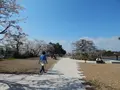 宇治公園(塔の島)の写真_354699