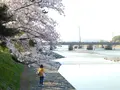 宇治橋の写真_354727
