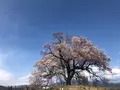 わに塚のサクラの写真_354761