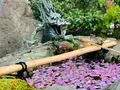 壬生寺の写真_357060