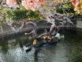 壬生寺の写真_357062