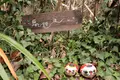 猫の細道の写真_357144