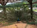 山田牧場の写真_358139