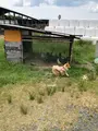 山田牧場の写真_358140