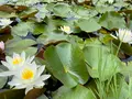 国営備北丘陵公園の写真_358226
