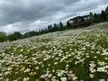 国営備北丘陵公園の写真_358227