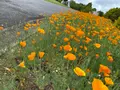 国営備北丘陵公園の写真_358229