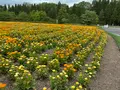 国営備北丘陵公園の写真_358230