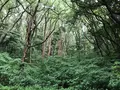三ツ石海岸の写真_359396
