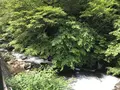 大雄山最乗寺の写真_359664
