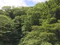大雄山最乗寺の写真_359666