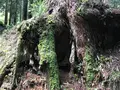 大雄山最乗寺の写真_359714