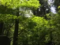大雄山最乗寺の写真_359734