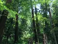 大雄山最乗寺の写真_359742