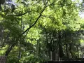 大雄山最乗寺の写真_359744