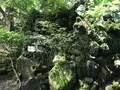 大雄山最乗寺の写真_359826