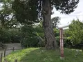 小田原城址公園の写真_359874