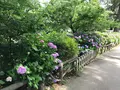 小田原城址公園の写真_359875