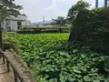 小田原城址公園の写真_359876
