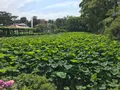 小田原城址公園の写真_359877
