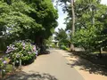 小田原城址公園の写真_359899
